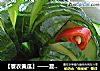 【蓑衣黄瓜】——夏天不可缺少的一道菜的做法