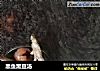 黑鱼黑豆汤的做法