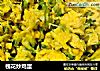槐花炒鸡蛋的做法