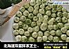 北海道双层抹茶芝士蛋糕的做法