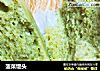 菠菜馒头的做法