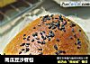南瓜豆沙餐包的做法