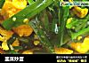韭菜炒蛋的做法