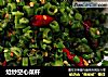 炝炒空心菜杆的做法