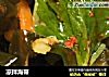 凉拌海带的做法