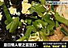 夏日懒人餐之芸豆打卤面的做法