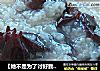 【她不是为了讨好我】糯米红枣粥的做法