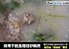 排骨干鱿鱼瑶柱砂锅粥的做法