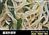 韭菜炒豆芽的做法