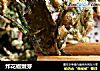 炸花椒嫩芽的做法