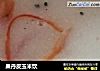 果丹皮玉米饮的做法