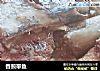 香煎带鱼的做法