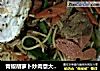 青椒胡萝卜炒肉意大利面的做法