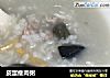 皮蛋瘦肉粥的做法