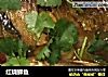 红烧鲫鱼的做法