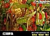 红烧鲫鱼的做法