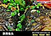 飘香鱼头的做法