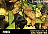 木须肉的做法