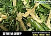 茴香拌金丝馓子的做法