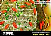 清蒸甲鱼的做法
