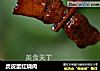 虎皮蛋红烧肉的做法