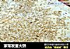 家常发面大饼的做法