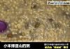 小米绿豆山药粥的做法