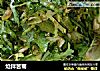 炝拌苦菊的做法