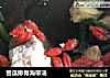 苦瓜排骨海带汤的做法