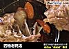 四物老鸭汤的做法