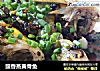 豉香蒸黄骨鱼的做法