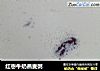 红枣牛奶燕麦粥的做法