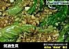 蚝油生菜的做法