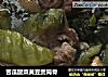 苦瓜酸菜黄豆煲筒骨的做法