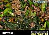 湿炒牛河的做法