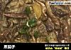 蒸茄子的做法