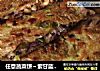 任意蔬菜饼～紫甘蓝洋葱辣椒丝的做法