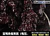蓝莓桑椹果酱（电压力锅）的做法