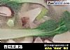 香菇豆腐汤的做法
