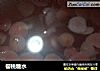 樱桃糖水的做法