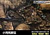 小鸡炖蘑菇的做法