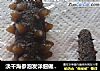 淡干海参泡发详细做法──“鱼儿厨房”私房菜的做法