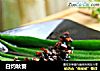 白灼秋葵的做法