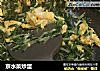 京水菜炒蛋的做法