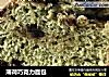 薄荷巧克力面包的做法