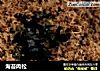 海苔肉松的做法