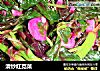 清炒红苋菜的做法