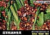 蒜末蚝油淋生菜的做法