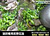 猪肝瘦肉夜香花汤的做法