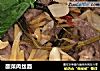 酸菜肉丝面的做法